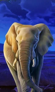 African Elephant